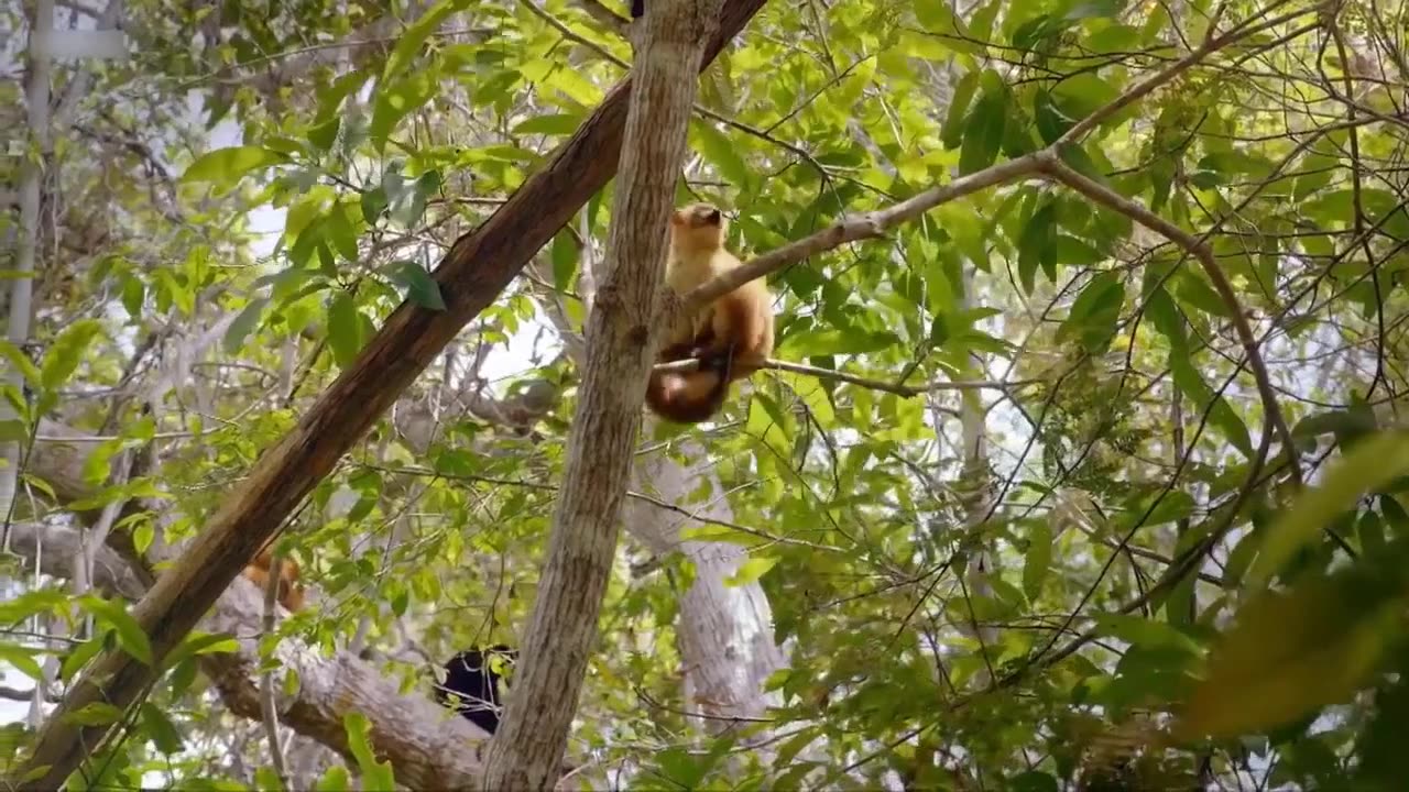 Clever lemur mom finds creative way to keep ticks off her new born