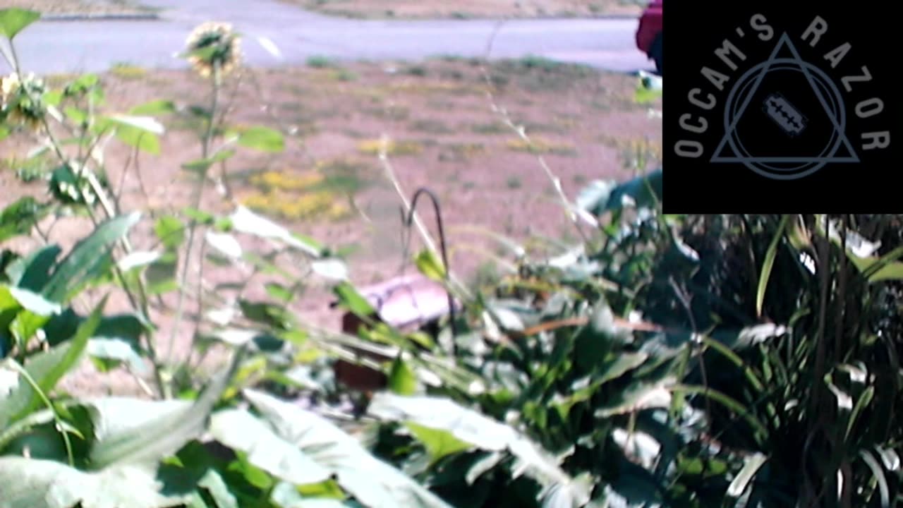 Butch the Sunflower