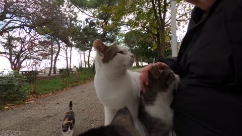 If you sit on Cat Island you will be surrounded by cats in a minute.