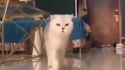 😍😍😘🔥 😍💦 FUNNY Animals and pet's💕😘 😘🔥 💕😘 😍💦 💦