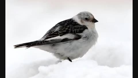 Paul Harvey - The Man and the Birds - 1965