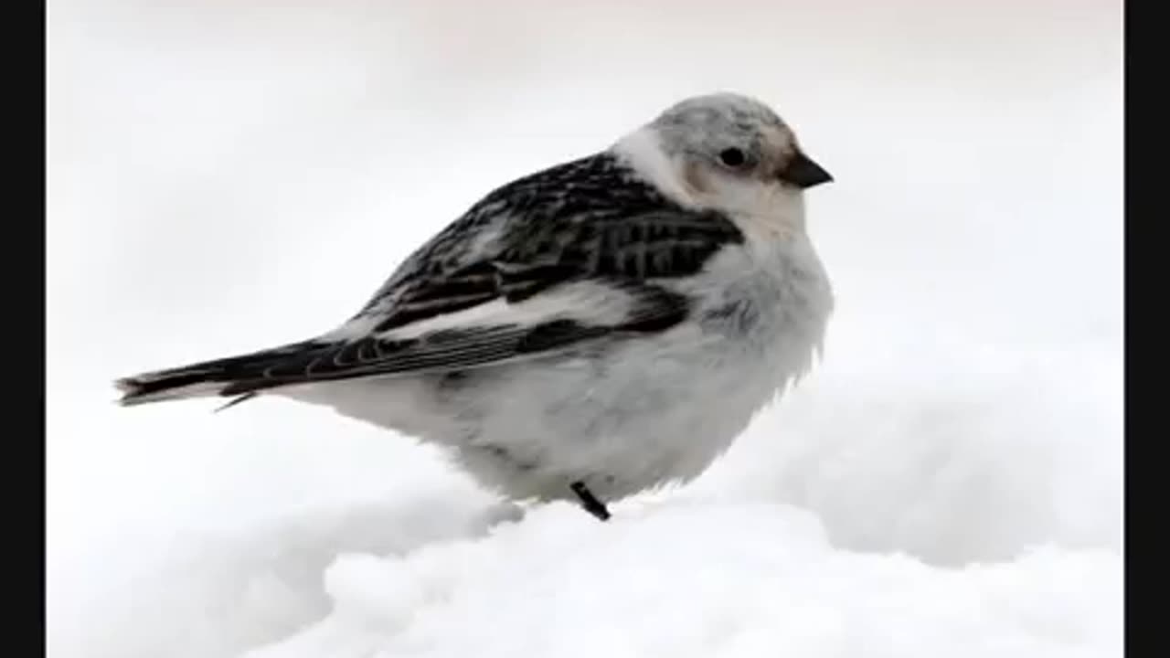 Paul Harvey - The Man and the Birds - 1965