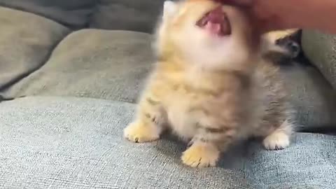 Funny cat video 🤣