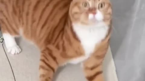 Funny Animals that make you laugh😆😂