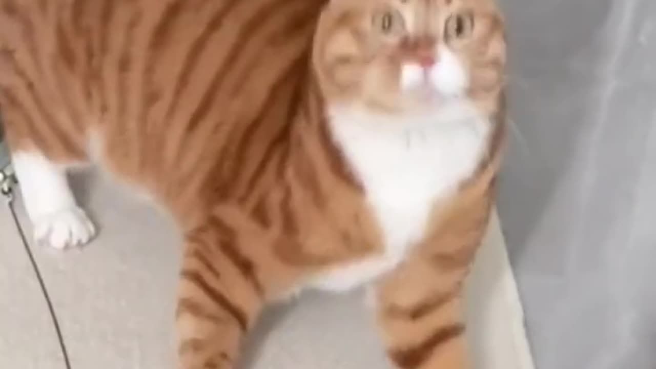 Funny Animals that make you laugh😆😂
