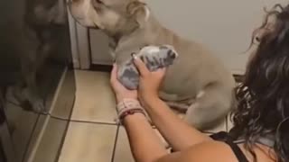 😂🐶 This Dog Regrets His Milk Run Big Time! Hilarious Pet Fail | FunFM