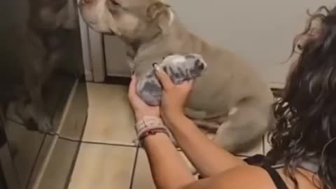 😂🐶 This Dog Regrets His Milk Run Big Time! Hilarious Pet Fail | FunFM