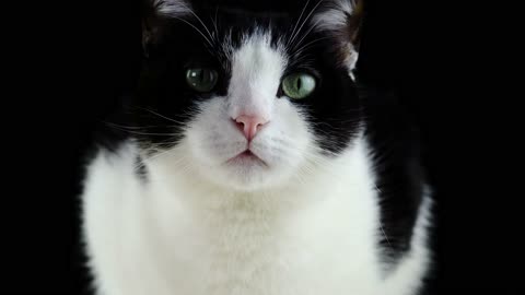 Cat searching something