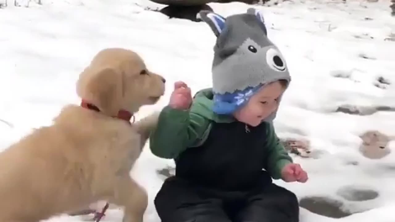 funny animals