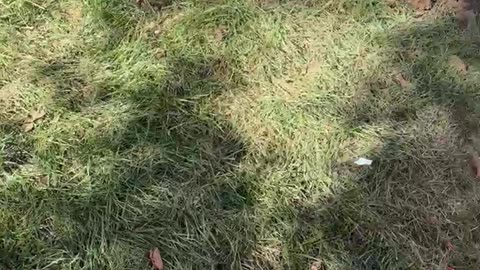 Sherman Doesn't Want to Be Saved