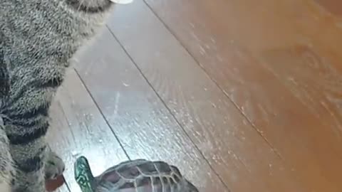 Shell on Wheels: The Ultimate Turtle Skater!