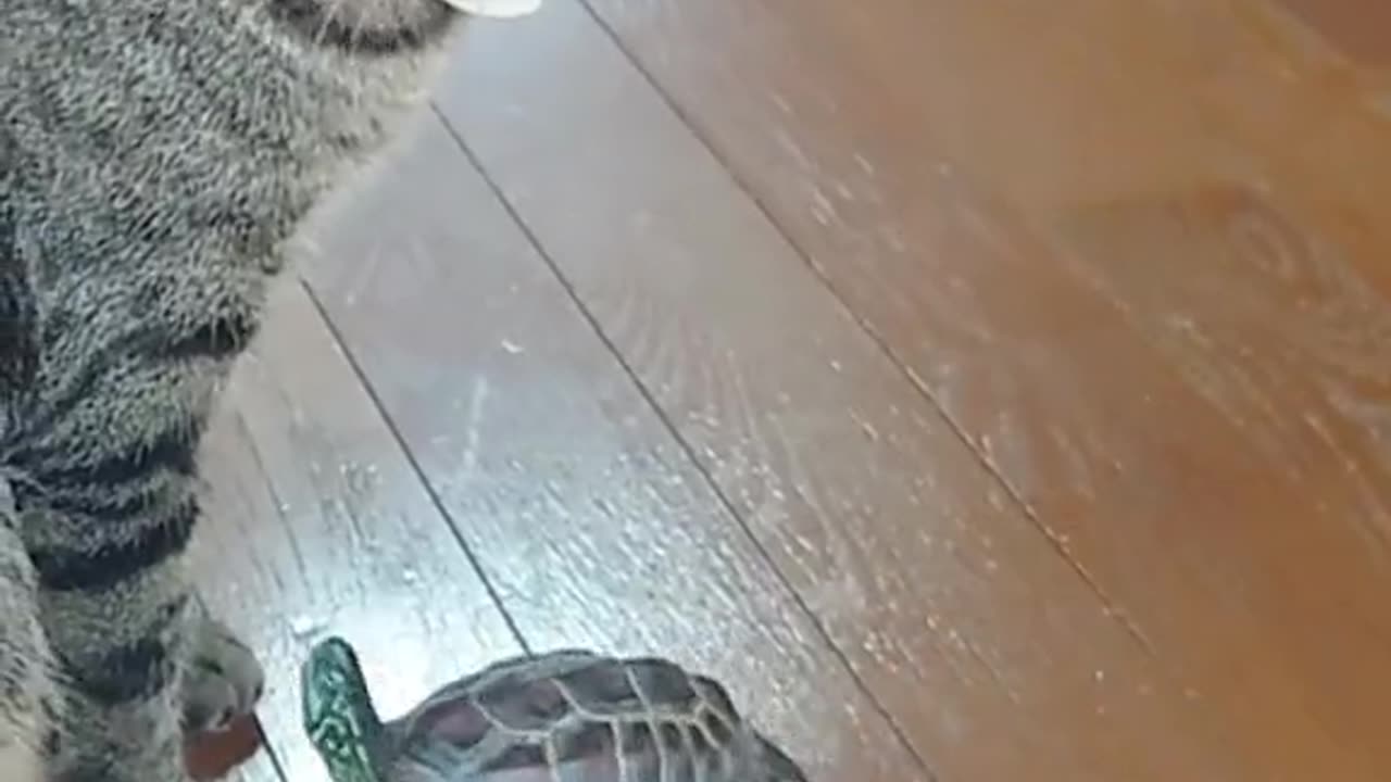 Shell on Wheels: The Ultimate Turtle Skater!