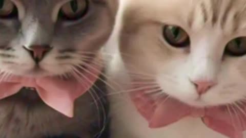 Mews Without Words