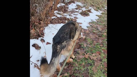 Virgil german shepherd.