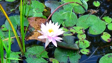 Water Lily