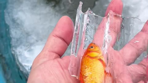 Lost All My Goldfish!