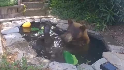 Bear living the life