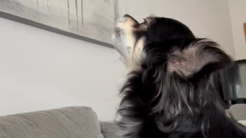 Sing Along With My Dog