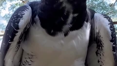 Powerful Bird