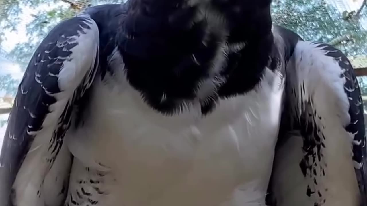 Powerful Bird