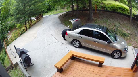 Black Bear Digs Through Unlocked Trunk
