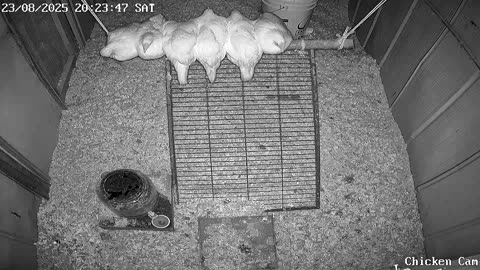 Millar Time Chicken Cam