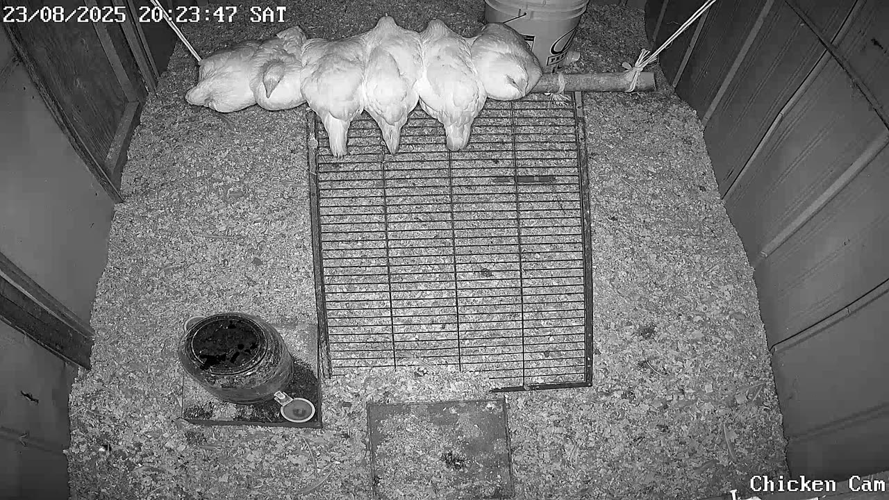 Millar Time Chicken Cam