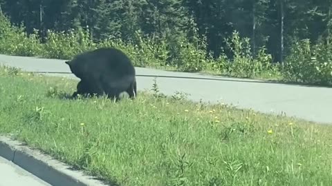 A mother bear was seen helping her hesitant cub cross a road in Anchorage, Alaska.