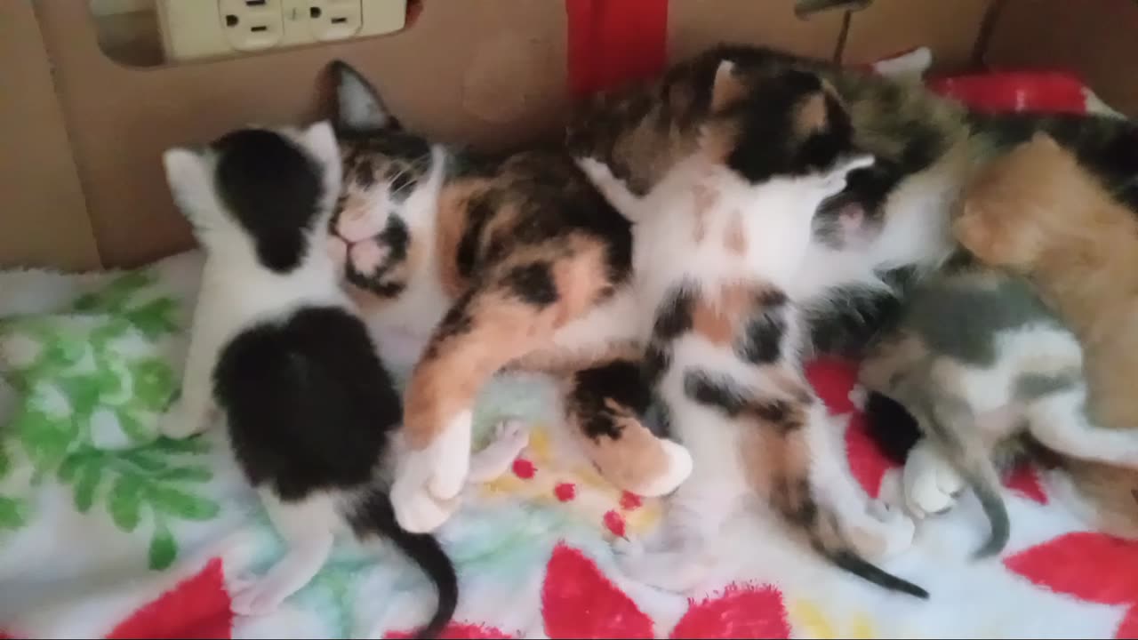 Panini & Baby's Update