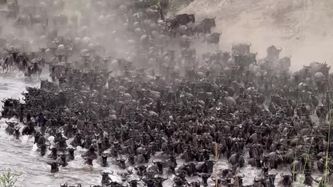 The Great Serengeti Wildebeest Migration