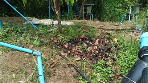 Cacao plantation Mae-On: 2025-05-10 05