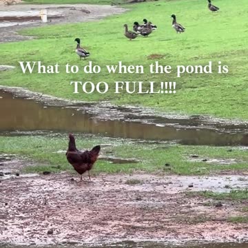 What to do when the Pond is too full