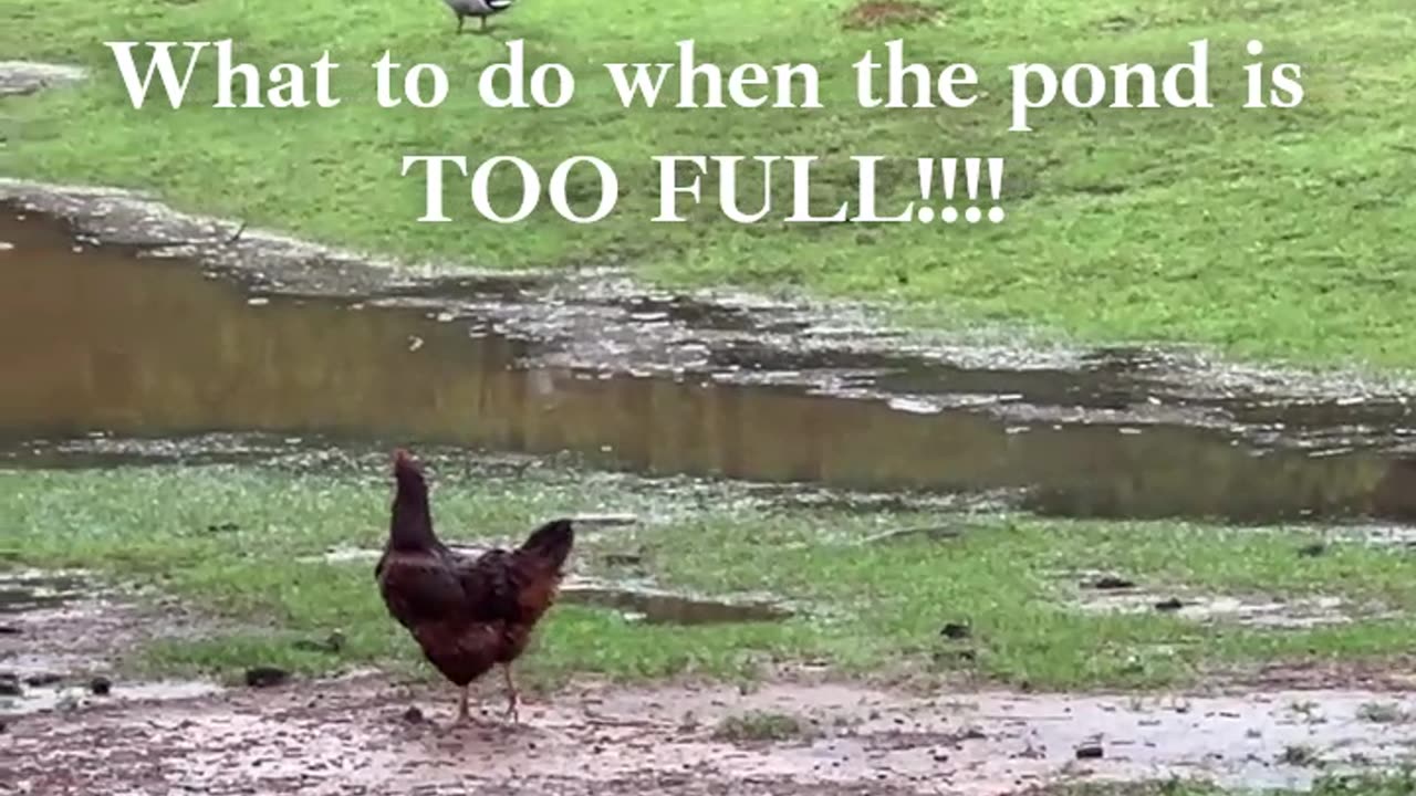 What to do when the Pond is too full