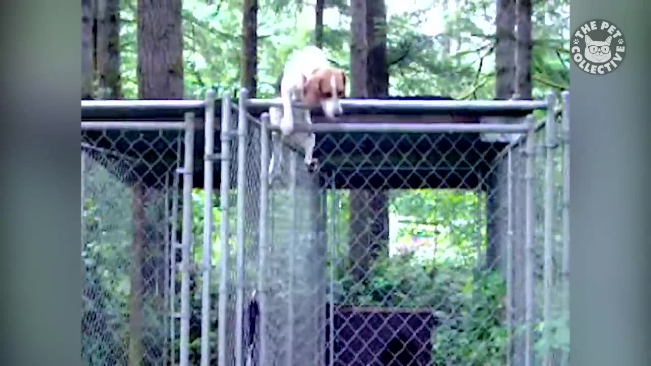 Pet Escape Artists .Funny Pet Video Compilation 2025 .The Pet Collective 2025