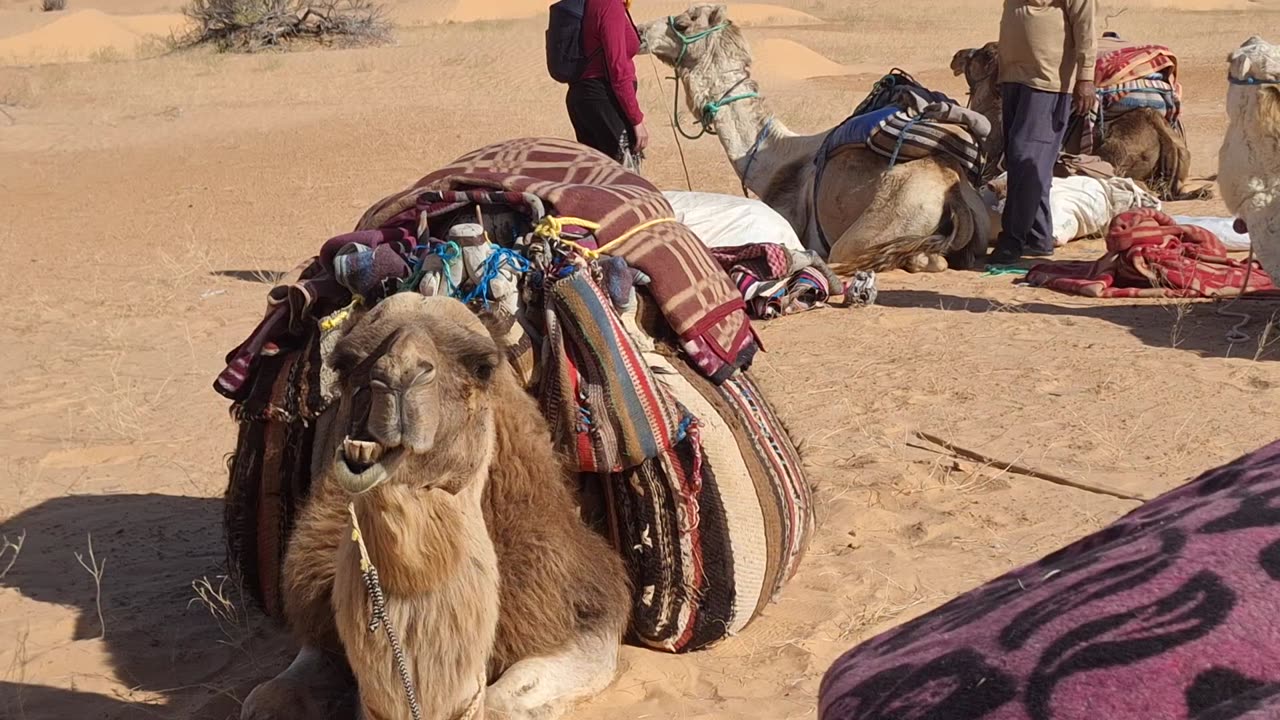 chomping camel, April 7, 2025