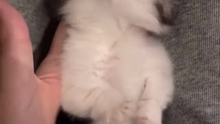 Cute Kittens Video 🥰