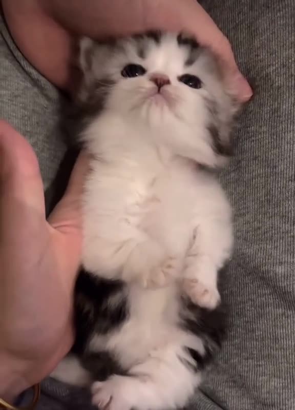 Cute Kittens Video 🥰