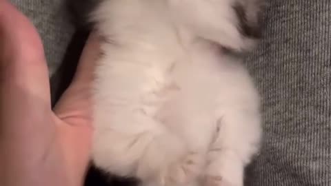 Cute Kittens Video 🥰