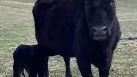 Meet Baby BullSnot!
