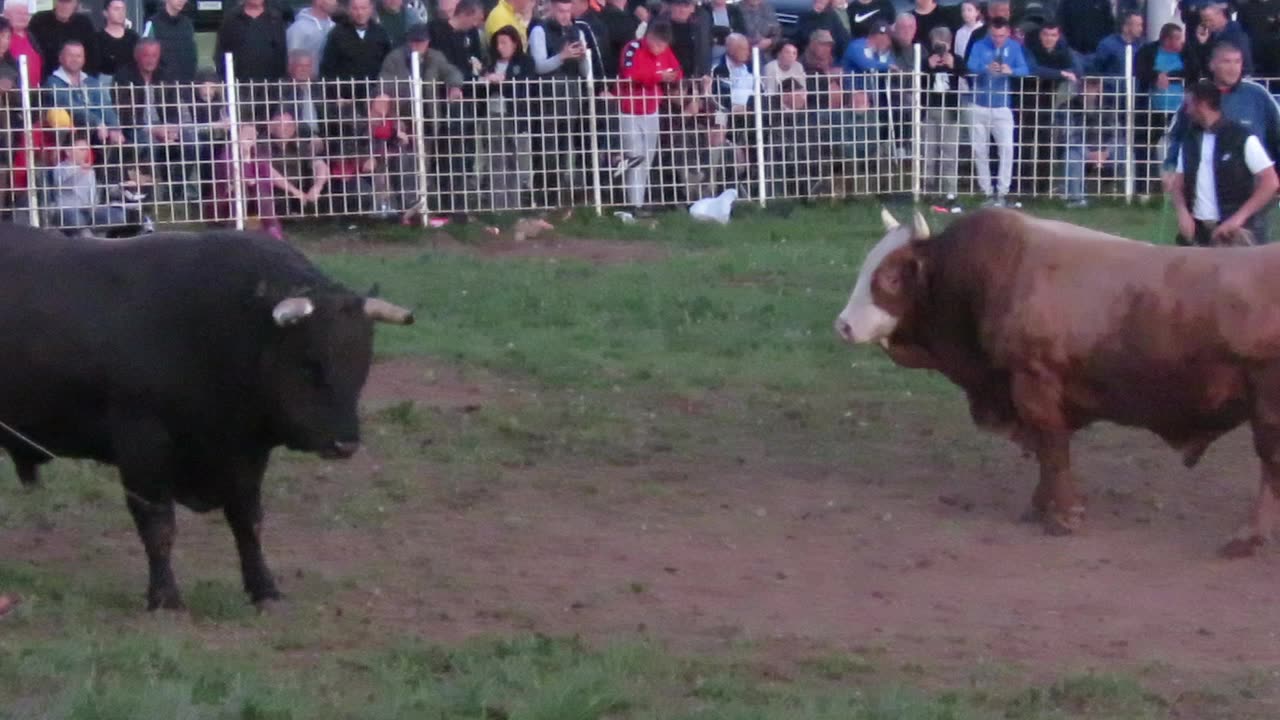 Crni od Šadića vs Zlatonja od Dedića Sanica 2025
