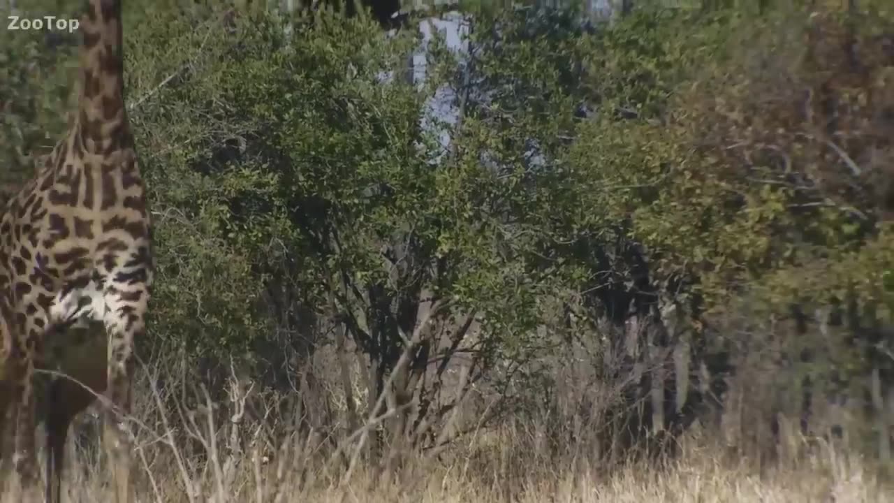 animals