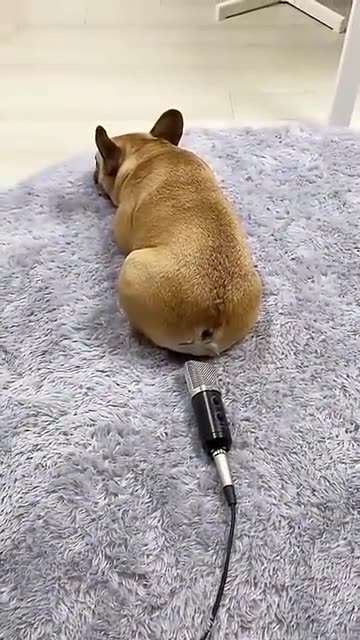 Puppy and dog fart surprises