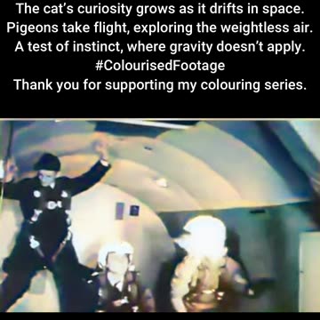 Animals in Zero Gravity — Cats and Pigeons #ColourisedHistory
