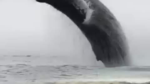 Unbelievable Whale Breach! Helicopter Rescue in Action! 🐋🚁 | #shorts"