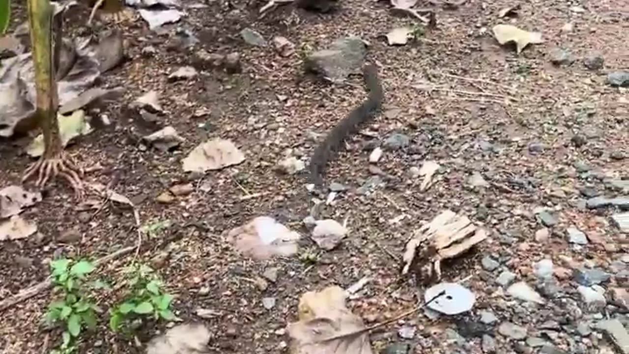 🧠✨ Shrews Form Long Caravans To Move Offspring! | FeedMyCuriosity