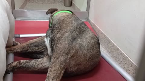 Tyre-brindle-kind-loving heart 1y A873358 Winnie-lite 2y A867482 kennel 113 PACC shelter2025821393