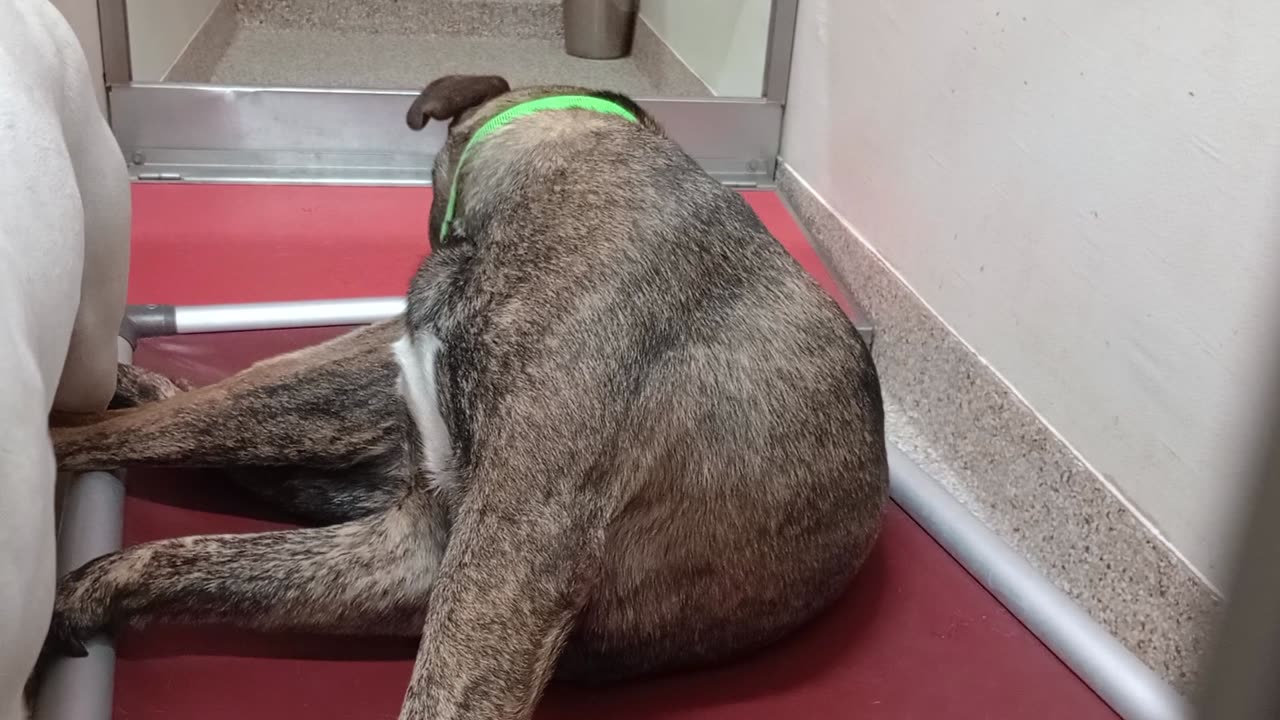 Tyre-brindle-kind-loving heart 1y A873358 Winnie-lite 2y A867482 kennel 113 PACC shelter2025821393