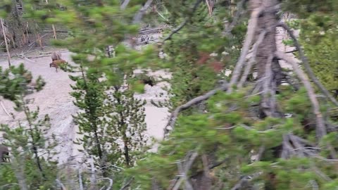 Buffalo Tree Rub in Yellowstone National Park