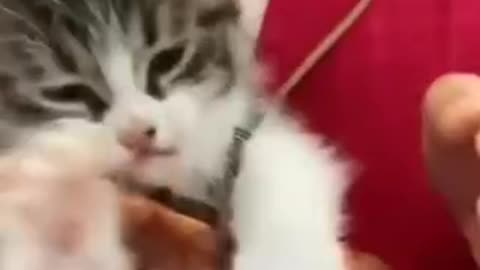 Funny 😂 video of cat 🐈