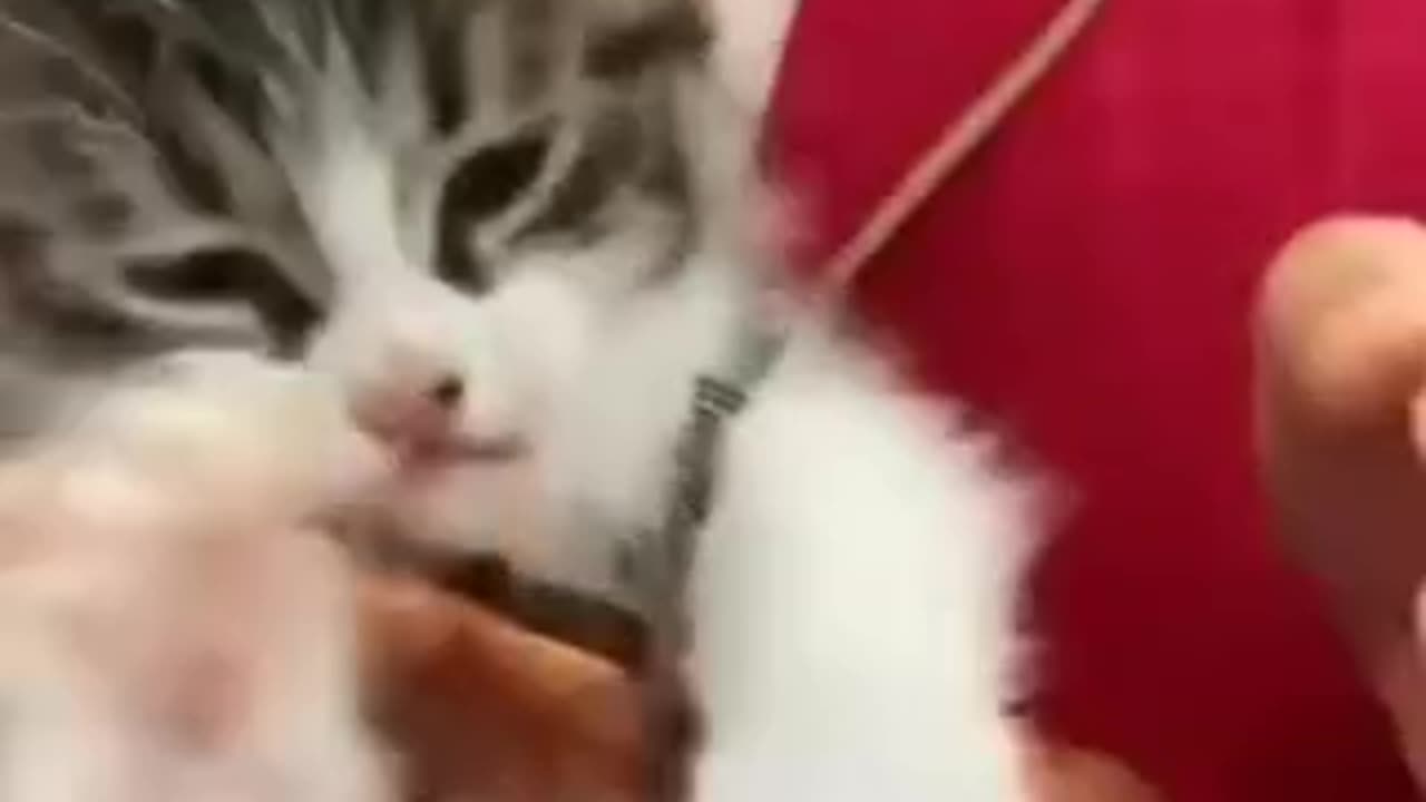 Funny 😂 video of cat 🐈